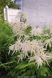 Image result for Aruncus dioicus