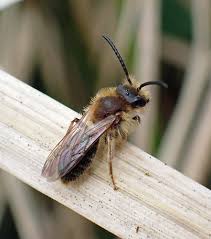 Attēlu rezultāti vaicājumam “Andrena haemorrhoa”