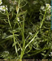 Image result for Rorippa nasturtium-aquaticum