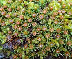 Attēlu rezultāti vaicājumam “Polytrichum juniperinum”
