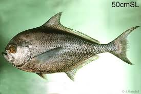 Image result for Eumegistus illustris