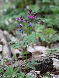 Attēlu rezultāti vaicājumam “Lathyrus vernus bud”