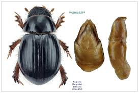 Attēlu rezultāti vaicājumam “Aegialia arenaria”