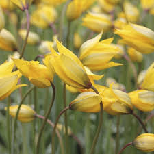Attēlu rezultāti vaicājumam “Tulipa sylvestris flower”