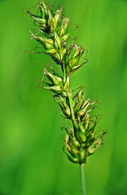 Attēlu rezultāti vaicājumam “Carex spicata”