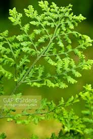 Attēlu rezultāti vaicājumam “Dryopteris dilatata”