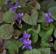 Attēlu rezultāti vaicājumam “Viola riviniana leaf”