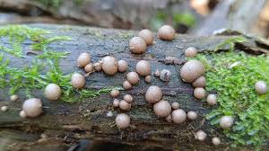 Attēlu rezultāti vaicājumam “Lycogala roseosporum spores”