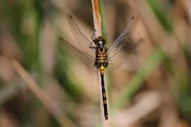 Attēlu rezultāti vaicājumam “Leucorrhinia dubia male”