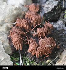 Attēlu rezultāti vaicājumam “Stemonitis axifera stalked”