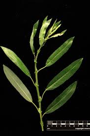 Attēlu rezultāti vaicājumam “Salix triandra”