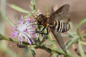 Attēlu rezultāti vaicājumam “Exoprosopa capucina”