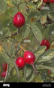 Attēlu rezultāti vaicājumam “Rosa villosa fruit”
