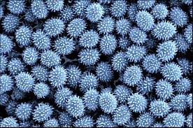 Attēlu rezultāti vaicājumam “Barbeyella minutissima spores”