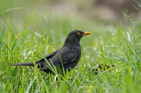 Attēlu rezultāti vaicājumam “Turdus merula male”