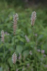 Attēlu rezultāti vaicājumam “Plantago lanceolata flower”