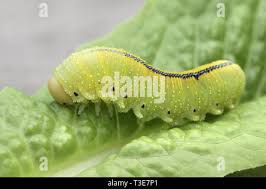 Attēlu rezultāti vaicājumam “Cimbex femoratus larva”