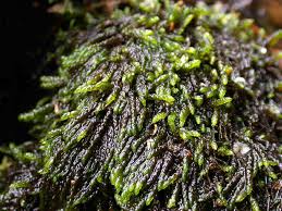 Attēlu rezultāti vaicājumam “Platyhypnidium riparioides”