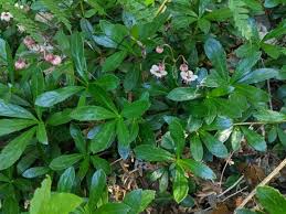 Attēlu rezultāti vaicājumam “Chimaphila umbellata”