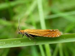 Attēlu rezultāti vaicājumam “Lathronympha strigana”