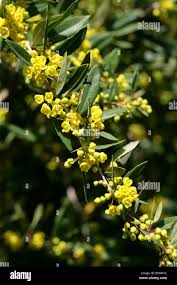 Attēlu rezultāti vaicājumam “Berberidaceae”