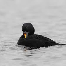 Attēlu rezultāti vaicājumam “Melanitta nigra male”