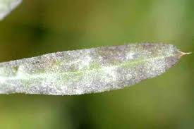 Attēlu rezultāti vaicājumam “Erysiphe galeopsidis”