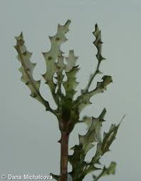 Attēlu rezultāti vaicājumam “Najas marina leaf”