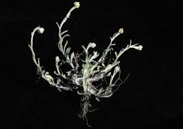 Attēlu rezultāti vaicājumam “Physarum luteolum sessile”