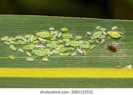 Attēlu rezultāti vaicājumam “Aphididae”