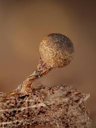 Attēlu rezultāti vaicājumam “Trichia crateriformis spores”