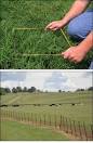 Mississippi Forages
