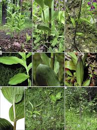 Attēlu rezultāti vaicājumam “Epipactis helleborine leaf”