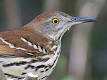 220px-Brown_Thrasher_by_Dan_ ...