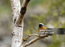 Attēlu rezultāti vaicājumam “Phoenicurus phoenicurus male”