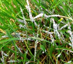 Attēlu rezultāti vaicājumam “Physarum cinereum spores”