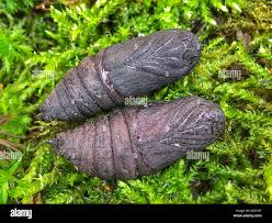 Attēlu rezultāti vaicājumam “Laothoe populi larva”