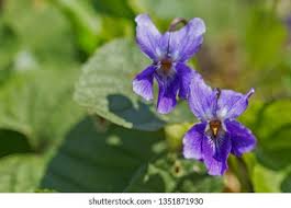 Attēlu rezultāti vaicājumam “Viola hirta”