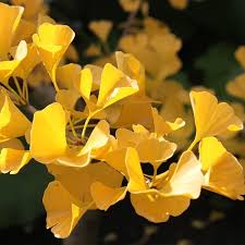 Attēlu rezultāti vaicājumam “Ginkgo biloba male flower”