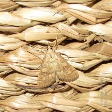 Attēlu rezultāti vaicājumam “Udea fulvalis”