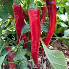 Afbeeldingsresultaat voor red fratali hot pepper