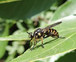 Attēlu rezultāti vaicājumam “Choerades sp.”