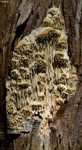 Attēlu rezultāti vaicājumam “Antrodia”