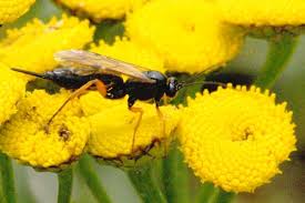 Attēlu rezultāti vaicājumam “Pterostoma palpina larva”