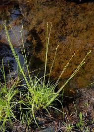 Attēlu rezultāti vaicājumam “Carex loliacea”
