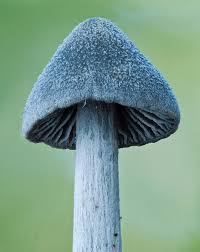 Attēlu rezultāti vaicājumam “Enteridium olivaceum macro”