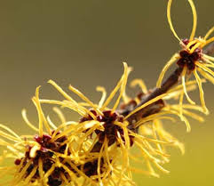 Attēlu rezultāti vaicājumam “Hamamelis japonica bud”