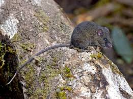 Attēlu rezultāti vaicājumam “Cricetidae”