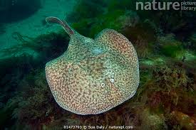 Image result for Torpedo marmorata