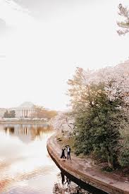 Image result for "cherry blossom" washington